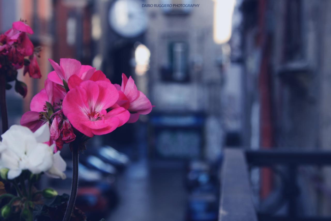 Napoli Sweet Home - Casa "Donna Rosa" Экстерьер фото